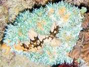 Photo: M. Levin; visit the Sea Slug Forum to see a similar specimen